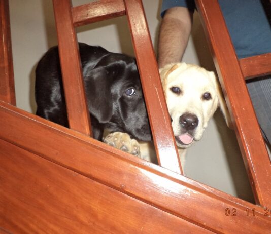 cachorros