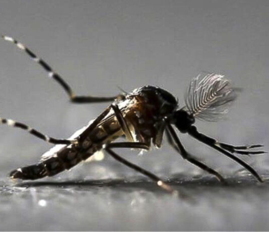DENGUE: Mais cinco mortes em Jundiaí. Agora já são 13 dengue