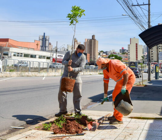 Fórum Paulista de Arborização Urbana inicia amanhã, em Jundiaí fórum