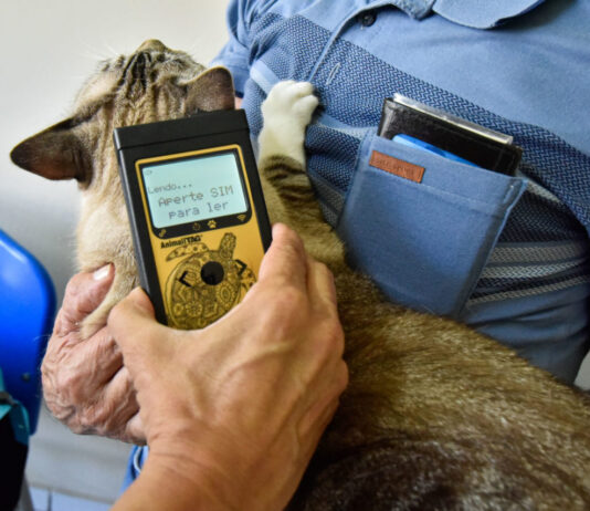 Cães de todas raças devem receber MICROCHIP a partir de 2025 cães