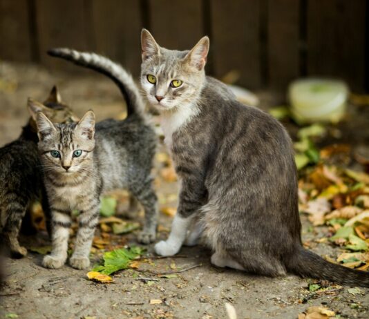 GATOS sem tutores: Jundiaí tem 98 colônias gatos
