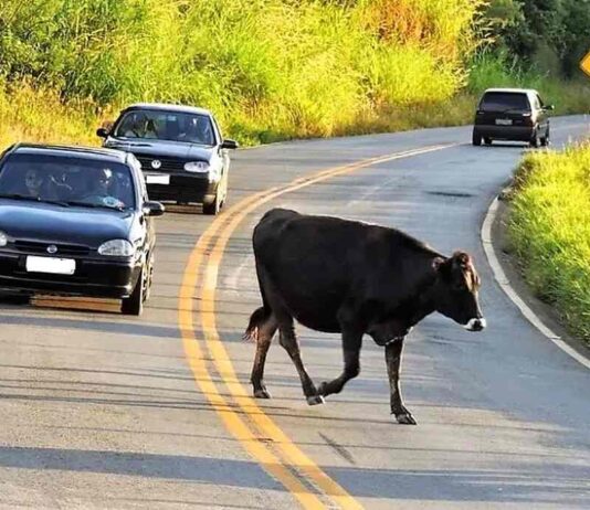 ANIMAIS de grande porte nas estradas: Todo cuidado é pouco animais