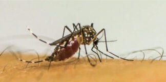 dengue