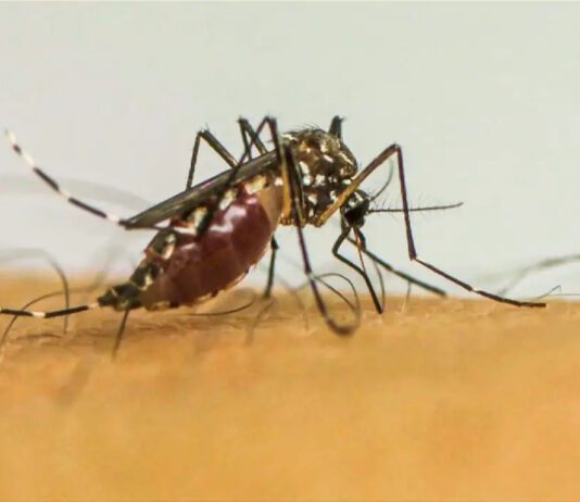 dengue