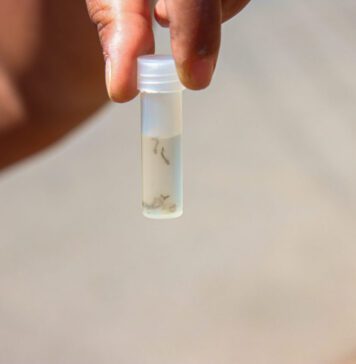 dengue