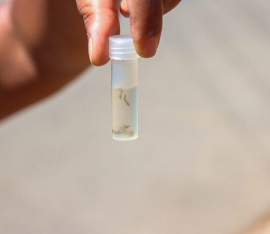 dengue