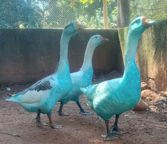 A COR que envenenou o lago lago
