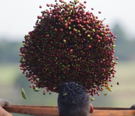 E O CAFÉ? CAFÉ