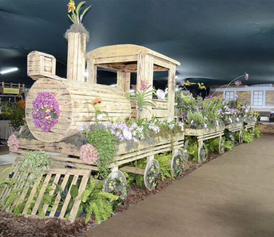 Festa das Orquídeas deve atrair 30 mil visitantes em Várzea festa