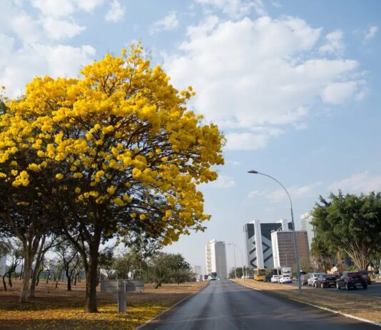 IPÊS do Brasil e o anúncio da Primavera ipês