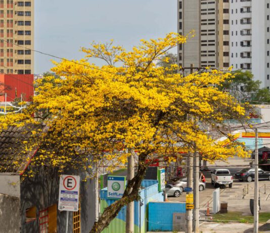 IPÊS AMARELOS colorem a cidade ipês