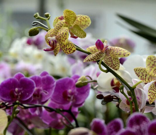 orquídeas