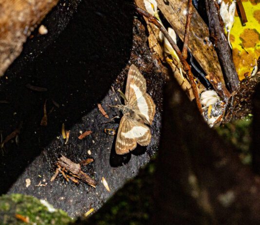 Pesquisa na Serra do Japi registra mais de 20 mil BORBOLETAS BORBOLETAS