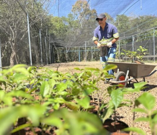 Viveiro de mudas da DAE é reestruturado viveiro