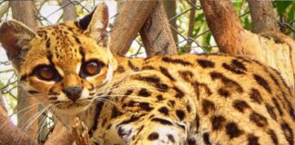 BIODIVERSIDADE: Jundiaí é uma potência biodiversidade