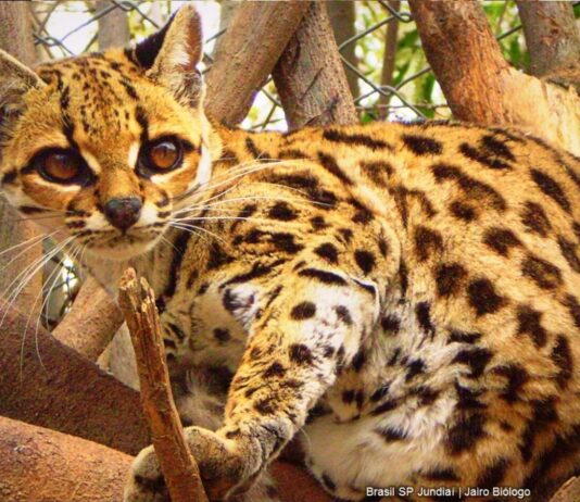 BIODIVERSIDADE: Jundiaí é uma potência biodiversidade