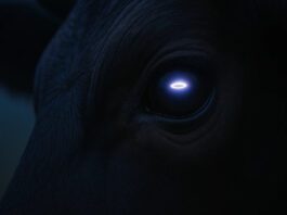 LUZ hipnotiza gado dos Pampas argentinos luz