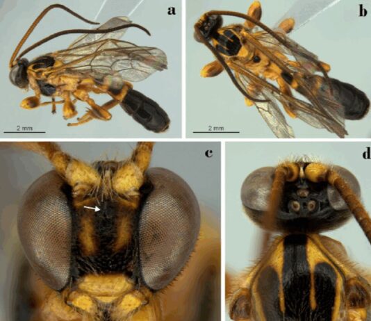 Serra do Japi: Nova espécie de VESPA é descoberta serra