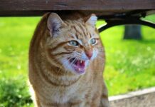 VISAM confirma caso de raiva em gato e inicia ações de bloqueio visam