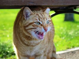 VISAM confirma caso de raiva em gato e inicia ações de bloqueio visam