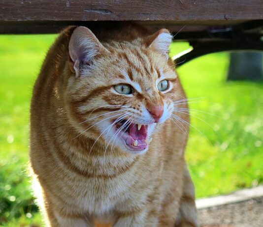 VISAM confirma caso de raiva em gato e inicia ações de bloqueio visam