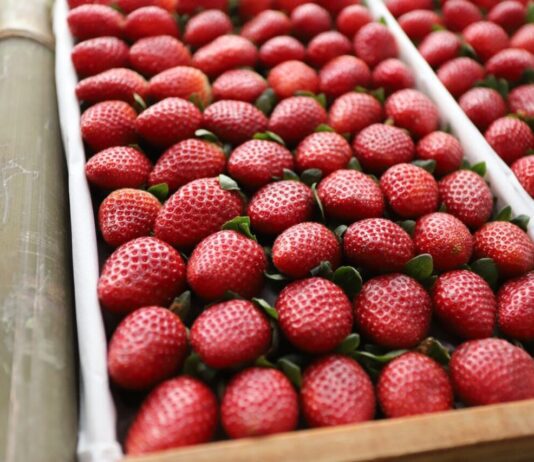 MORANGO: Governo de SP anuncia crédito de R$ 3 milhões morango