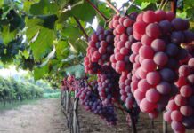 UVA: Safra mobiliza produtores de Jundiaí para festa em janeiro uva