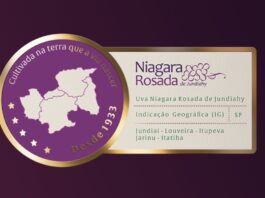 UVA NIAGARA poderá ter canal exclusivo de vendas uva