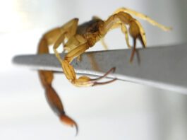 Animais peçonhentos: Acidentes exigem atendimento rápido animais