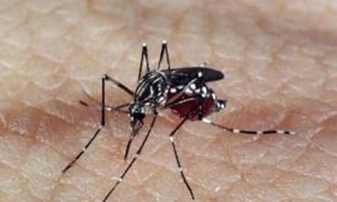 xô dengue