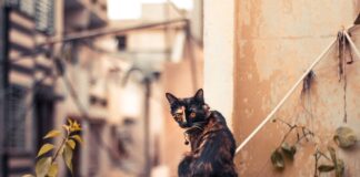 animais