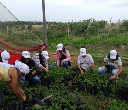 Jarinu: Mãos Solidárias, do MST, realiza feira a partir de hoje(26) jarinu