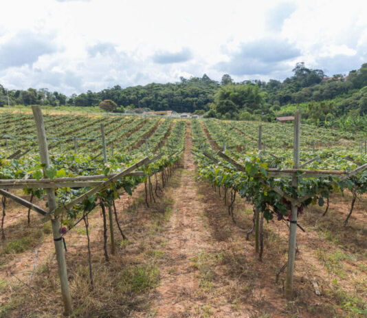 SUBVENÇÃO: Agricultores devem assinar termo até próximo dia 4 subvenção