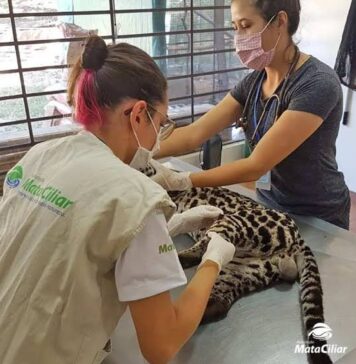 MATA CILIAR: Câmara aprova mudança de zoneamento MATA