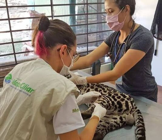MATA CILIAR: Câmara aprova mudança de zoneamento MATA