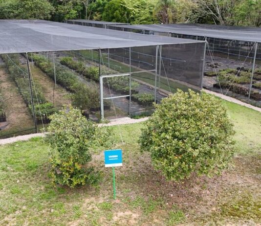 Dia da Árvore na DAE: Restauração ambiental e proteção dos mananciais dae