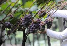 Preservação AMBIENTAL: R$ 1,5 milhão para produtores preservação