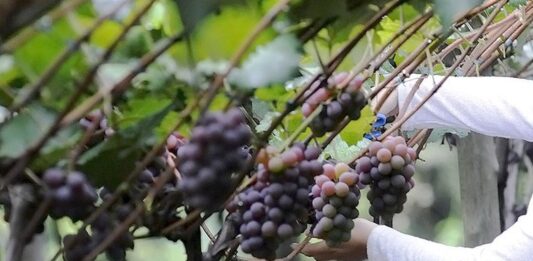 Preservação AMBIENTAL: R$ 1,5 milhão para produtores preservação